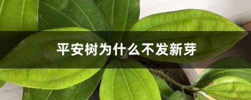 平安树为什么不发新芽