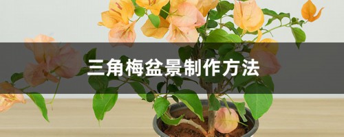 三角梅盆景制作方法