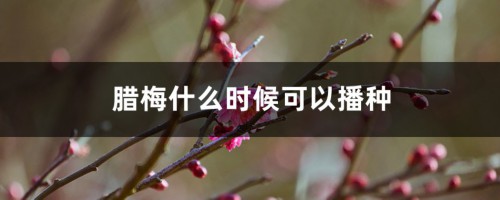 腊梅什么时候可以播种